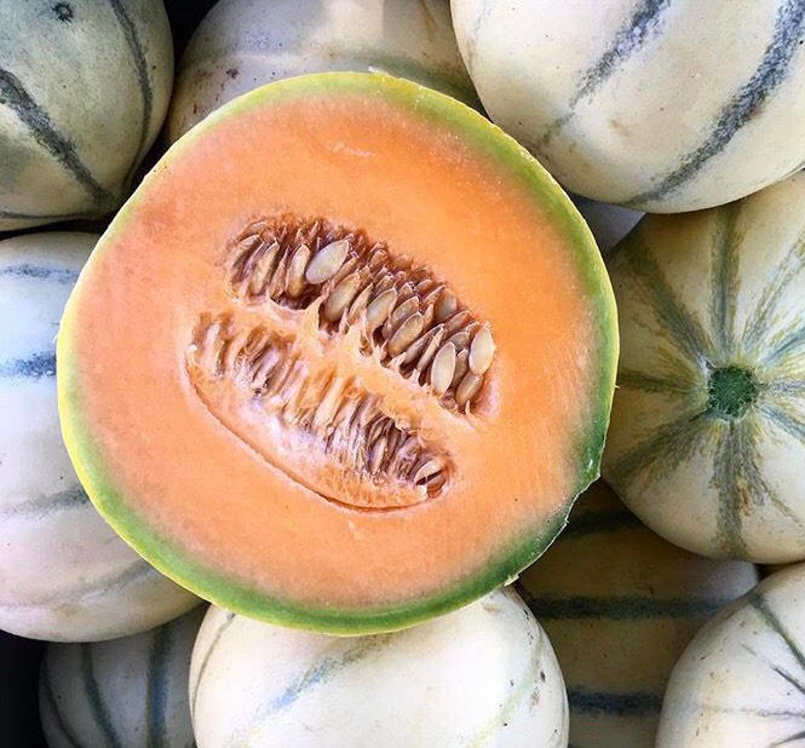 French Cantaloupe Charentais Melon Rare Seeds Excellent Flavor Etsy