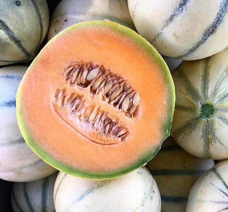 French Cantaloupe Charentais Melon Rare Seeds Excellent Flavor and