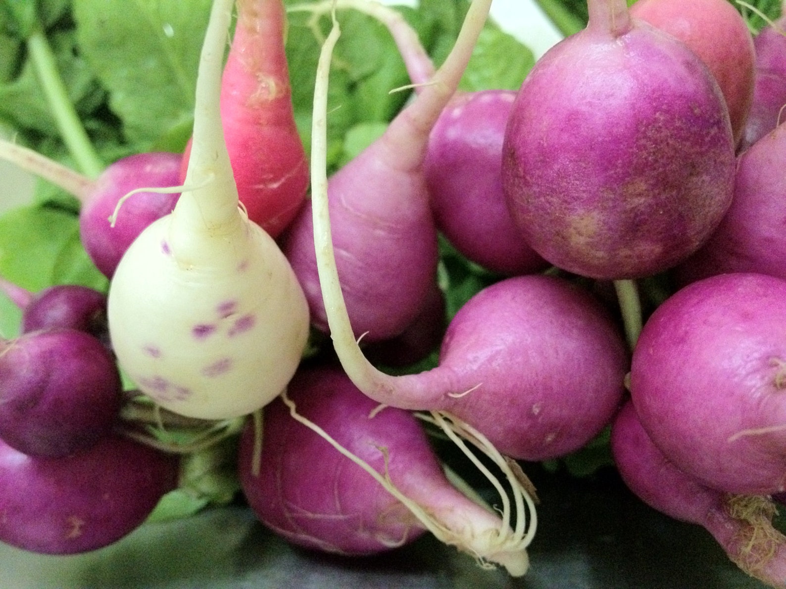Purple Plum Heirloom Radish Seeds Best Seller Grown To Organic Etsy