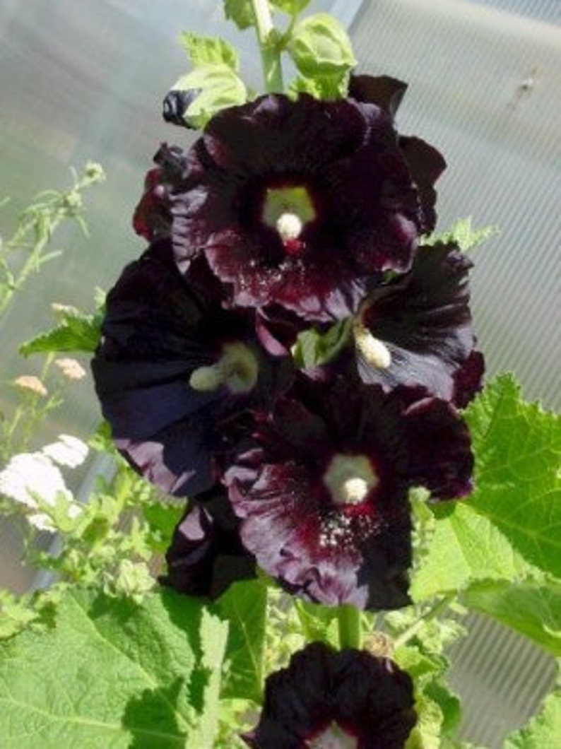 Black Hollyhock Heirloom Flower Very Rare Seeds