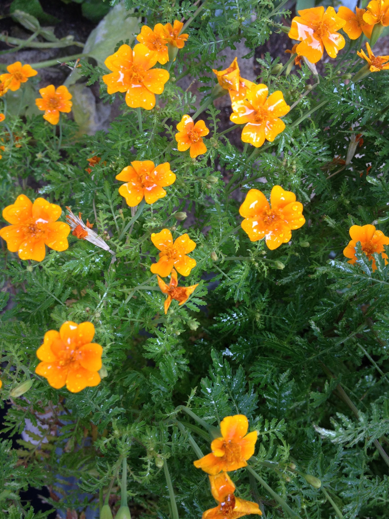 Edible Marigold Heirloom Tangerine Gem Flower Seeds Etsy