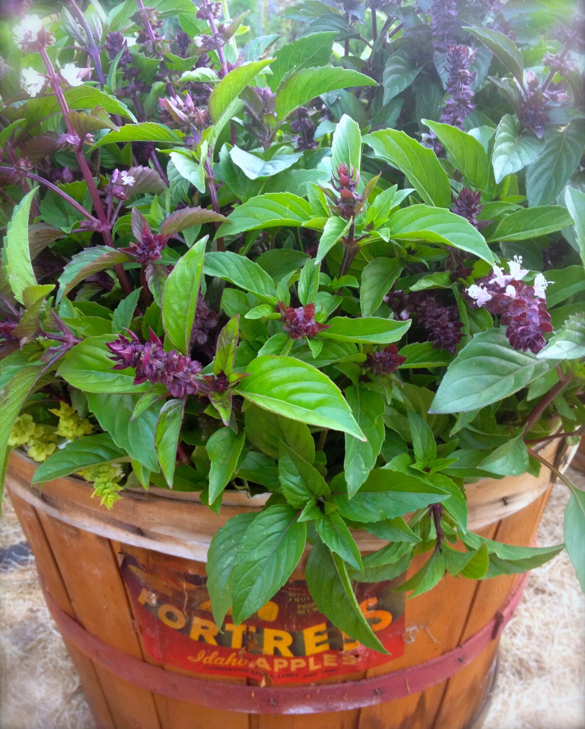 Sweet Thai Basil Culinary Herb Organically Grown Heirloom Easy Etsy
