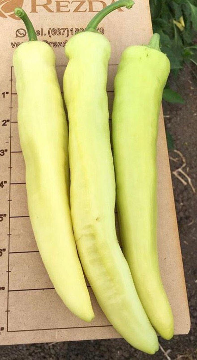 Sweet Banana Pepper Rare Seeds Grown to Organic Standards SALE