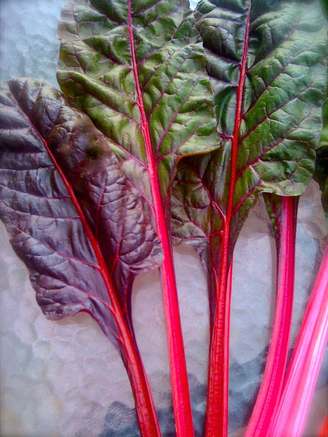 SALE Ruby Red Swiss Chard SEEDS Grow Your Own Fresh Greens Etsy
