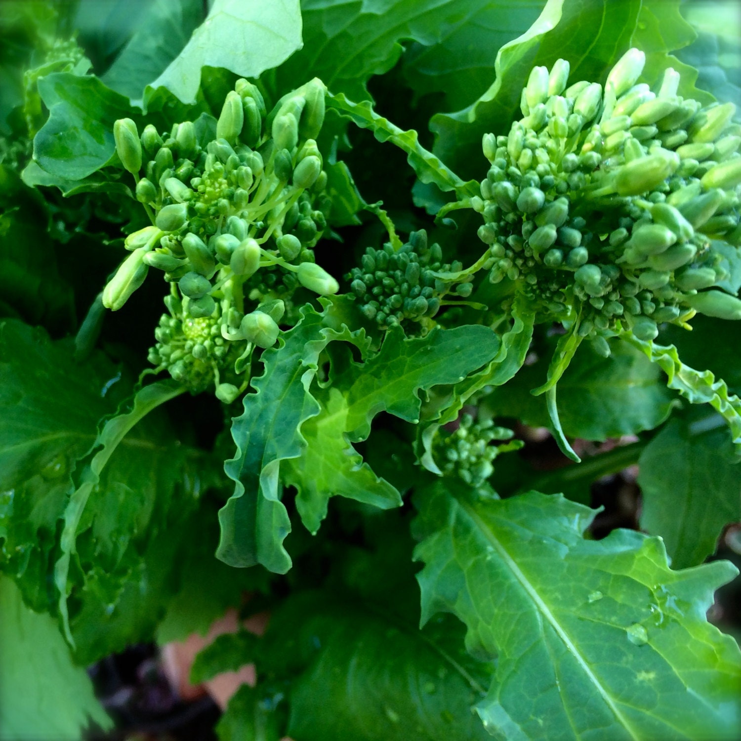 Broccoli Rabe San Marzano Heirloom Seeds Rare Italian Seed Etsy