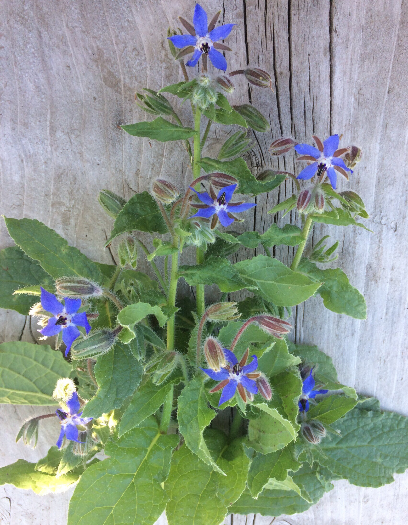 Borage Beneficial Perennial Companion Plant Water Wise