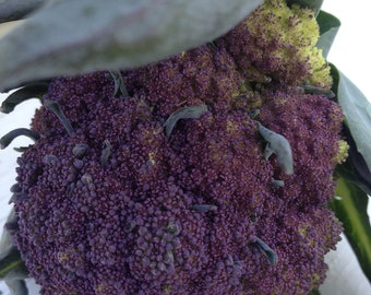 Organic Heirloom Purple Sprouting Broccoli Seeds