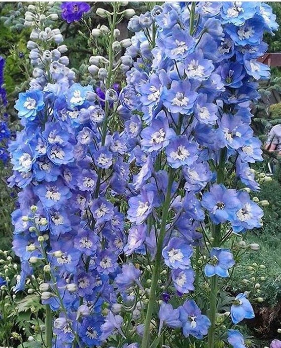 Delphinium Blue Bell Larkspur Tall Cutting Garden Re