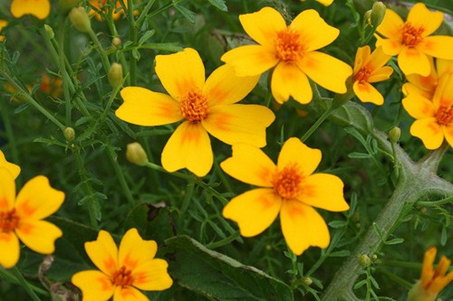 Edible Marigold Heirloom Tangerine Gem Flower Seeds Etsy