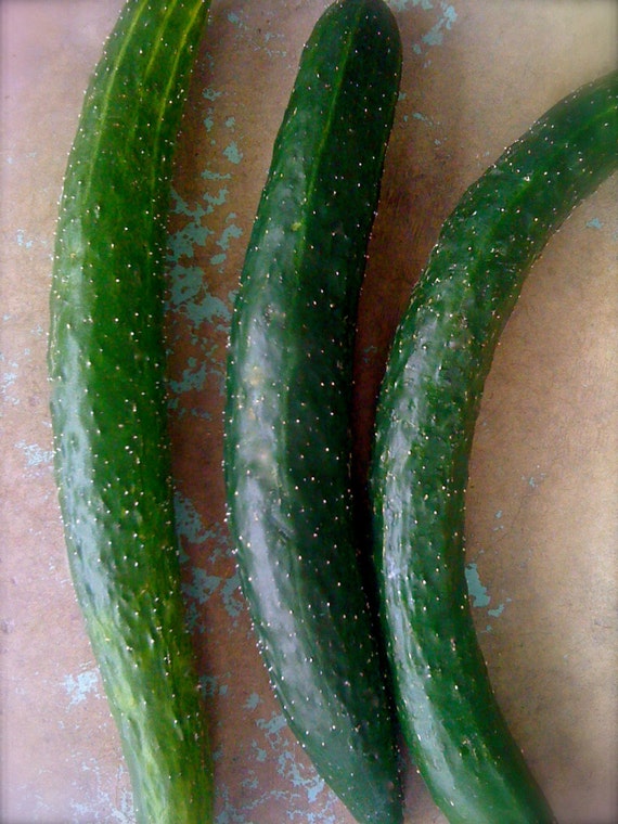 English Cucumber Telegraph Superior Quality Crispness and Etsy