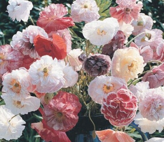 Sale Angel Choir Poppy Cottage Garden Annual Flowers Rare Etsy