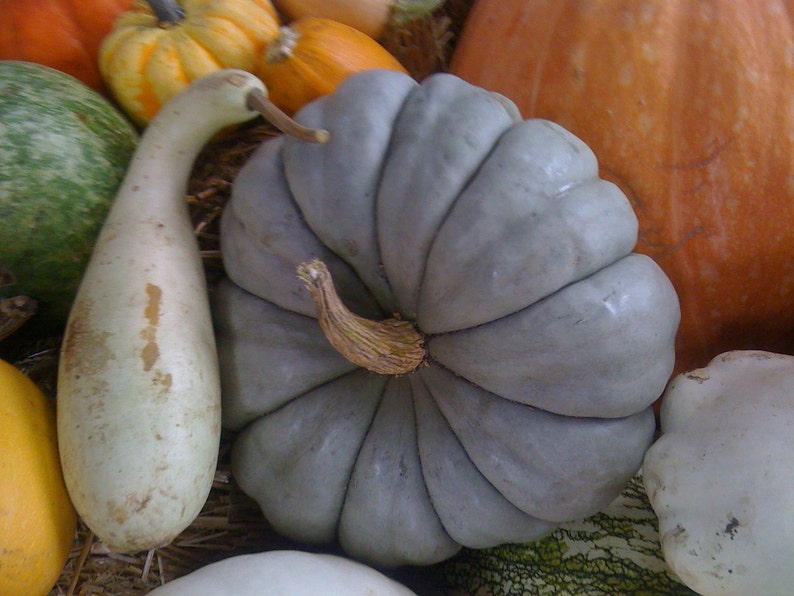 Blue Heirloom Pumpkin Jarrahdale Seeds Rare Excellent Sweet Etsy