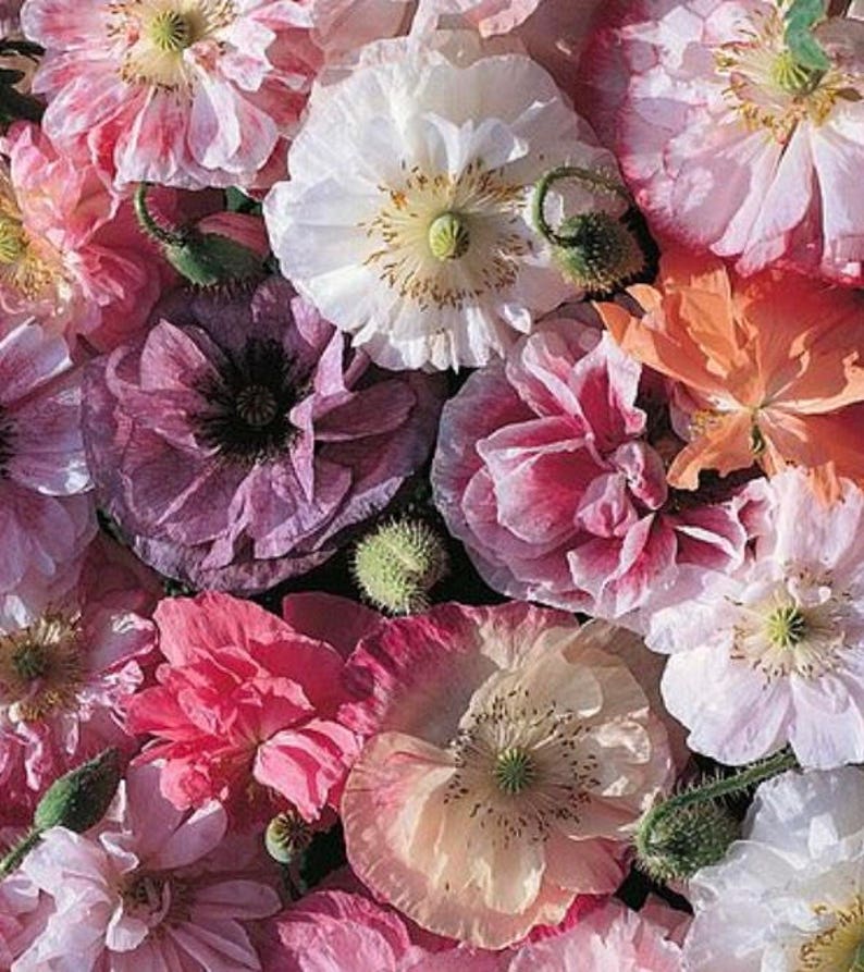 Sale Angel Choir Poppy Cottage Garden Annual Flowers Rare Etsy