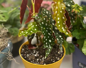 Schöne Lebende Begonia Pflanze
