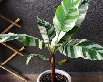 その他観葉植物 hapiAnthurium subsignatum Anthurium Subsignatum Hybrid - Etsy