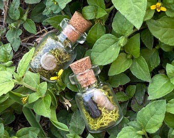 Mini Terrarium Necklace | Black Tourmaline, Snail Shell, Dried Flowers, Moss