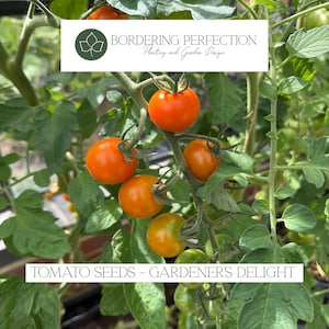 May include: Close-up of tomato plants bearing ripe, orange tomatoes. The image includes the text "BORDERING PERFECTION Planting and Garden Design" and "TOMATO SEEDS - GARDENERS DELIGHT". The tomatoes are on the vine with green leaves.