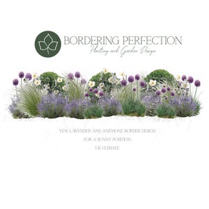 Peut inclure: Illustration d'une bordure de jardin avec lavande, anémones et if. Le texte indique : "Bordering Perfection, Planting and Garden Design" et "Yew, Lavender and Anemone Border Design for a Sunny Position, UK Climate."