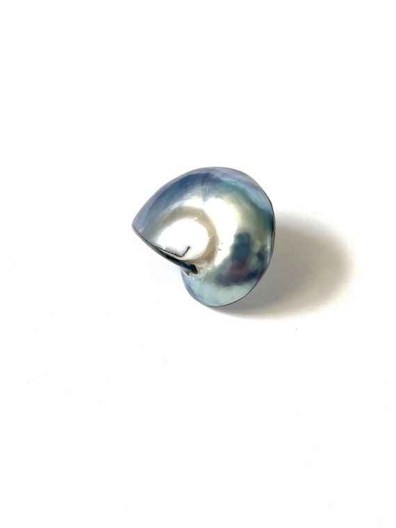 Vintage Shell Earrings, Nautilus Shell Earrings, … - image 4