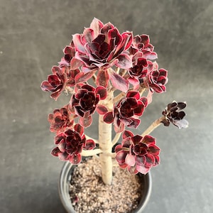 Aeonium phantom - Etsy 日本