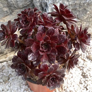 4&#39;&#39; Aeonium &#39;Red Sun&#39; Cluster, New Hybrid (Aeonium × Greenovia), Rare Succulent plant