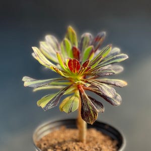 3'' Aeonium ''Big Bang' Variegated, Rare Living Succulent Plant
