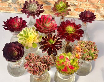 Mixed Variegated Aeonium Cuttings, Rare Living Succulent Plant, Medusa JingHong Ink painting ZhuQue Meiji