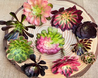 Mixed Variegated Aeonium Cuttings, Rare Living Succulent Plant, Zhifou Pink Witch Xiangfei Sweet Tea