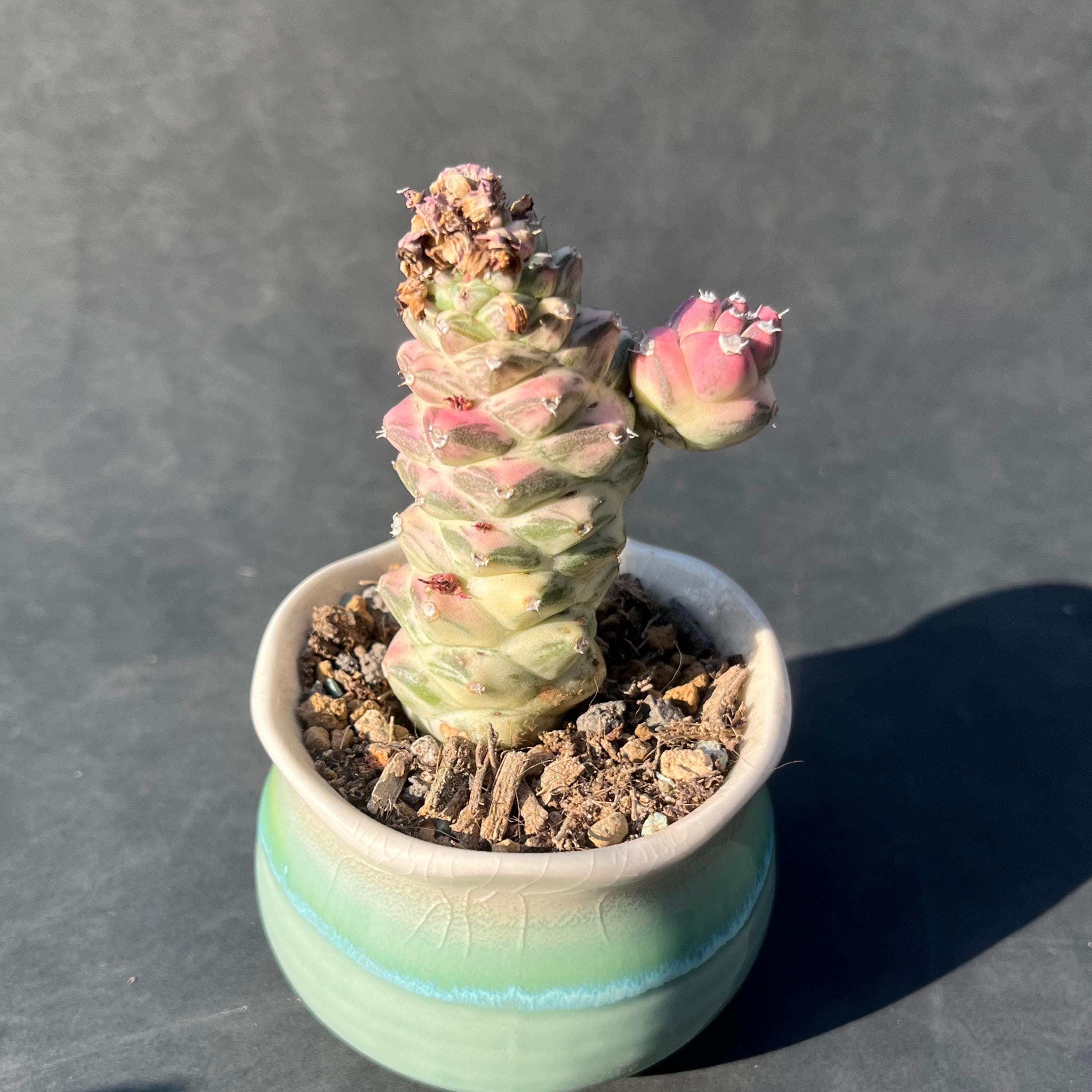 Euphorbia monadenium - Etsy 日本
