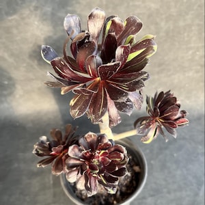 Aeonium big bang - Etsy 日本