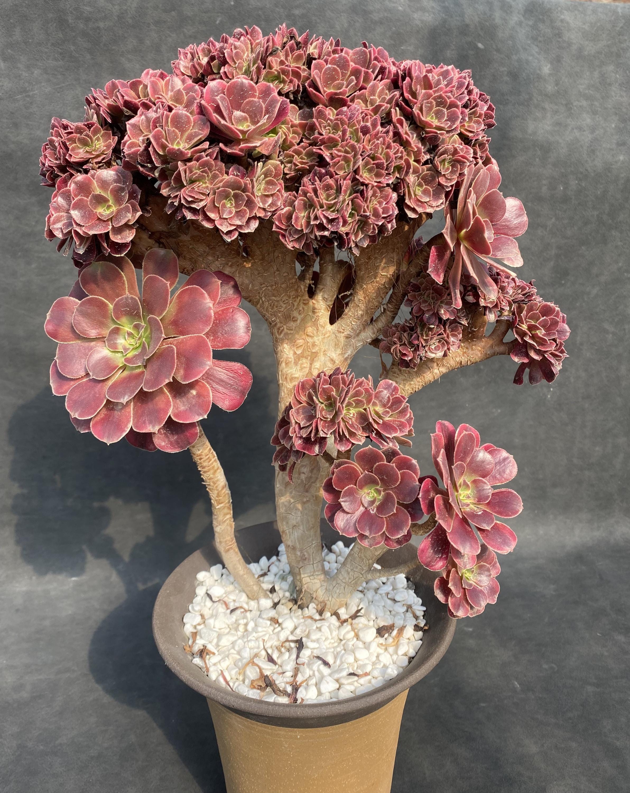 Rare aeonium - Etsy 日本