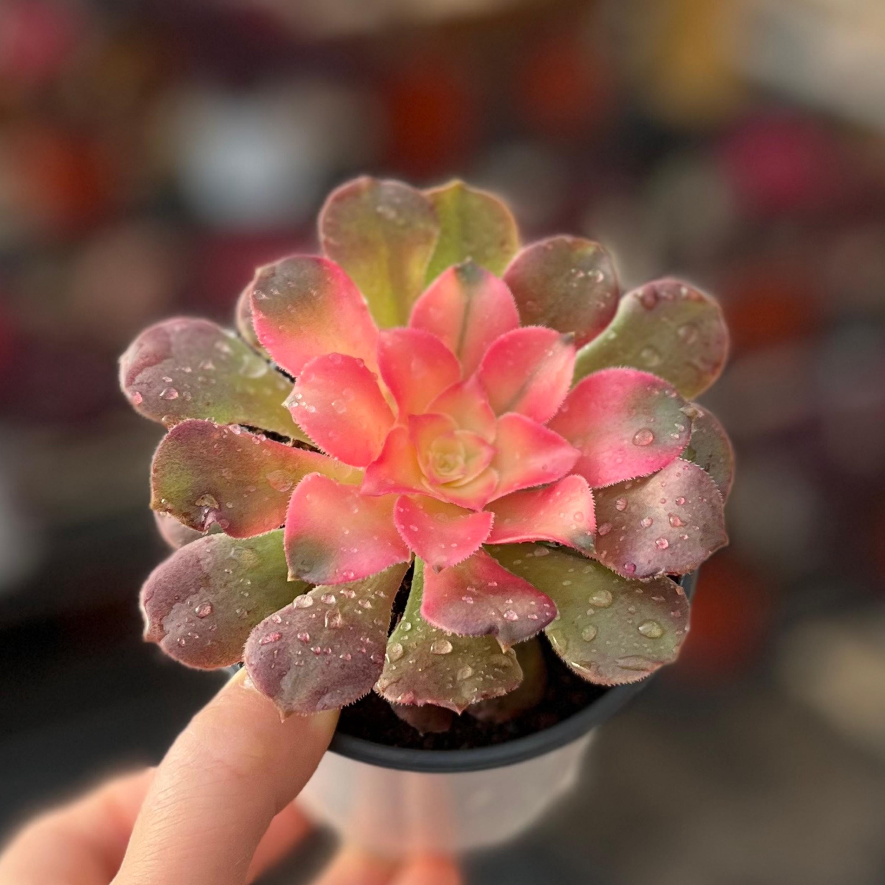 ピンクの斑入り植物 - Etsy 日本