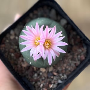 Lophophora Williamsi Cactus - Etsy