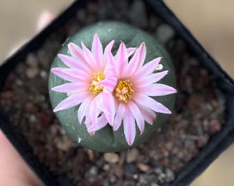 1'' Rare Button Cactus, Thick White Taproot, Rare Succulent Plant