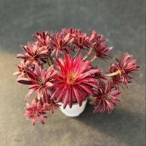 Peut inclure: Gros plan d'une plante succulente aux feuilles rouge foncé en forme d'étoile. La plante est dans un petit pot en céramique blanc, sur fond gris foncé. Les feuilles ont un aspect texturé.