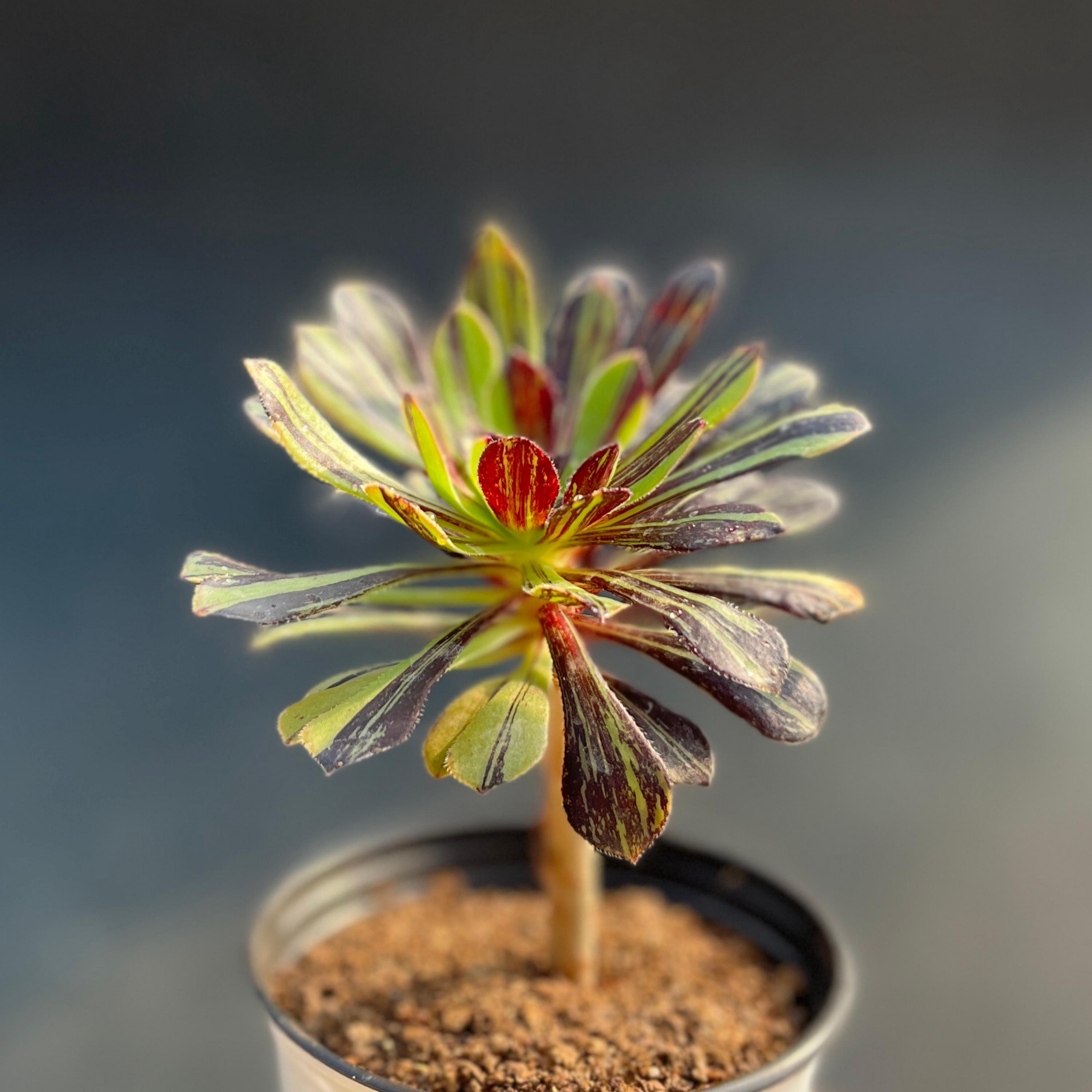 Aeonium big bang - Etsy 日本