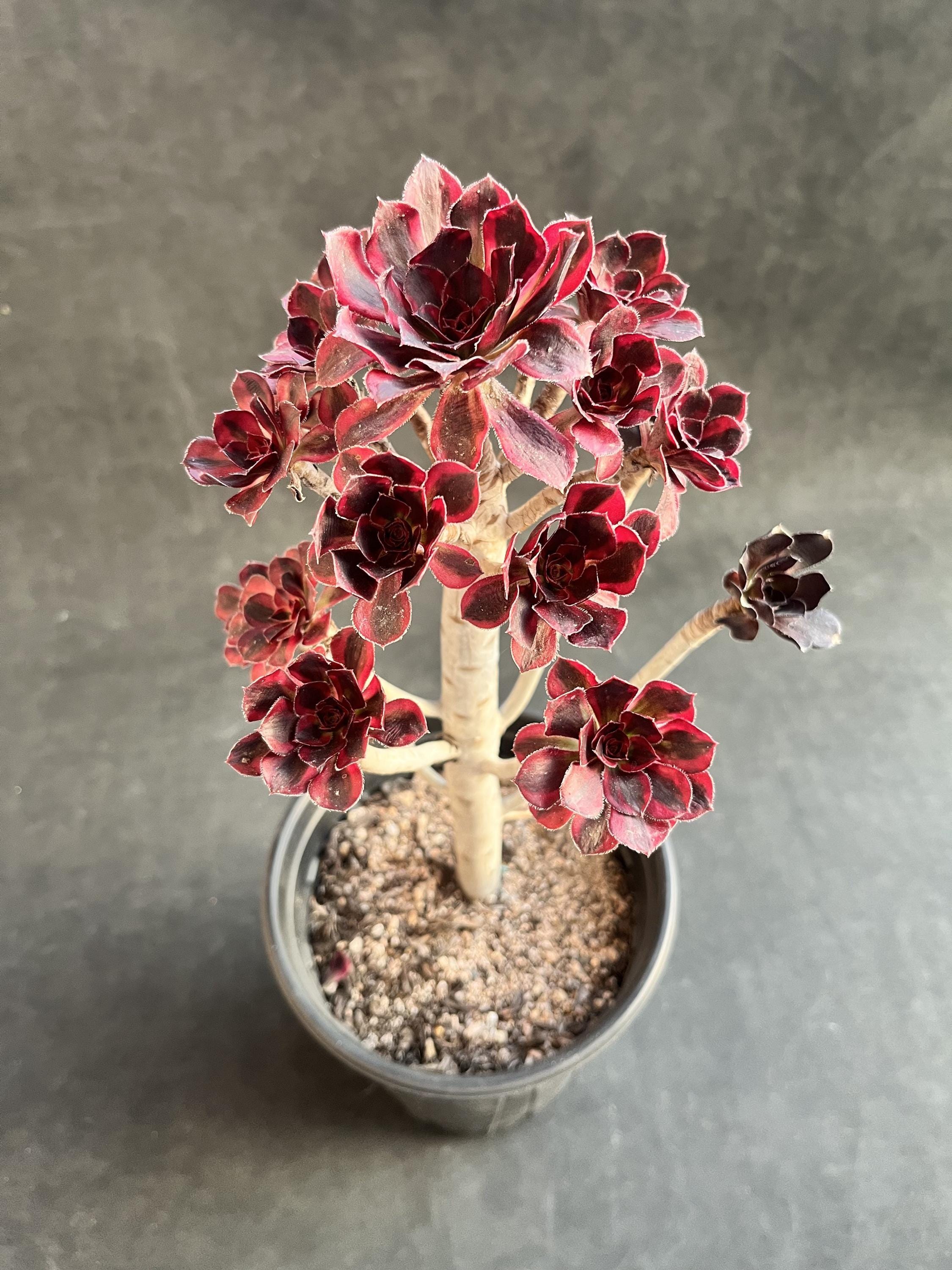 Aeonium phantom - Etsy 日本