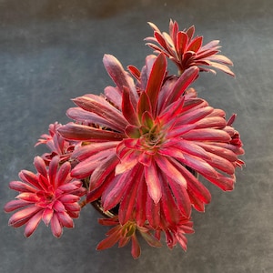 Peut inclure: Gros plan sur une plante succulente aux feuilles rouge et bordeaux. La plante est disposée en rosette, sur un fond gris foncé. Les feuilles texturées créent un effet visuel intéressant.