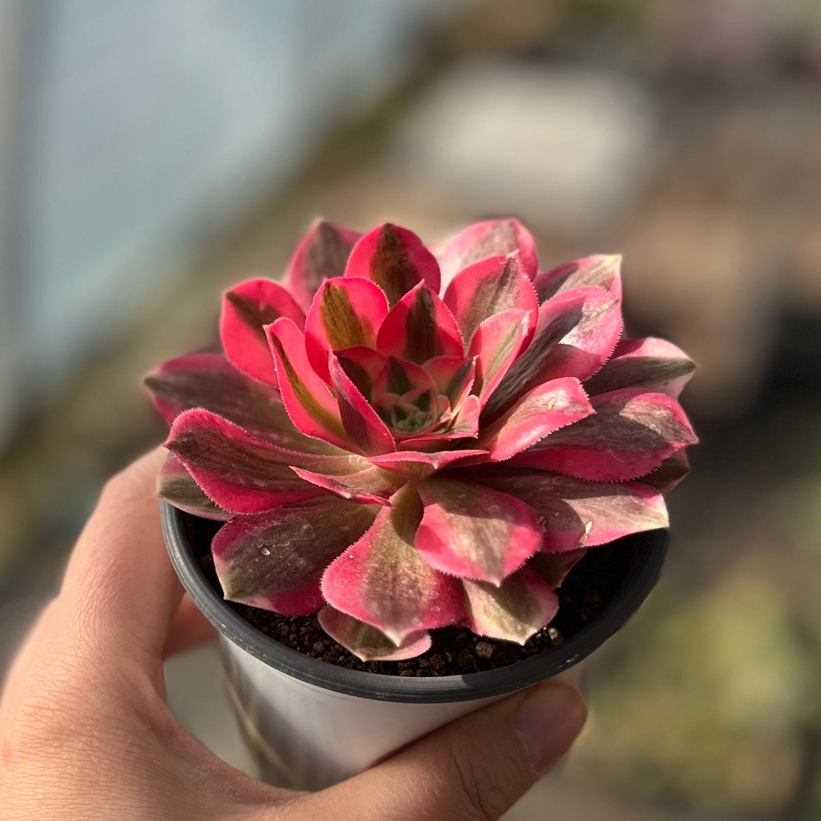 Aeonium pink witch - Etsy 日本