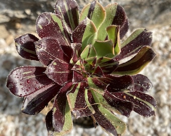3'' Aeonium ''Big Bang' Variegated, Rare Living Succulent Plant