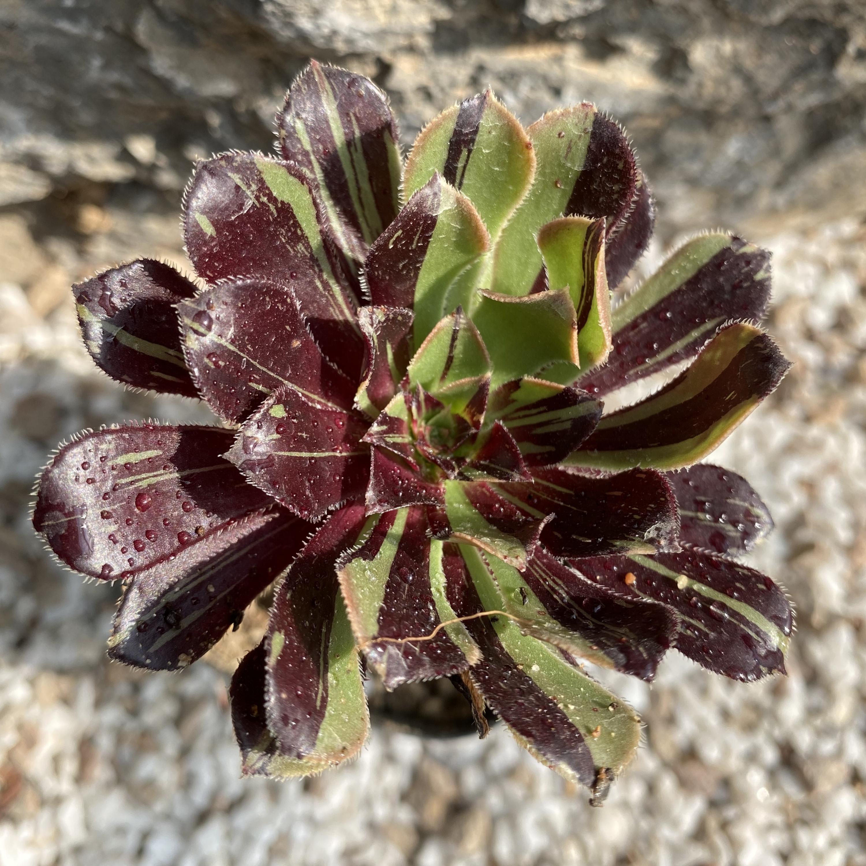 Aeonium big bang - Etsy 日本