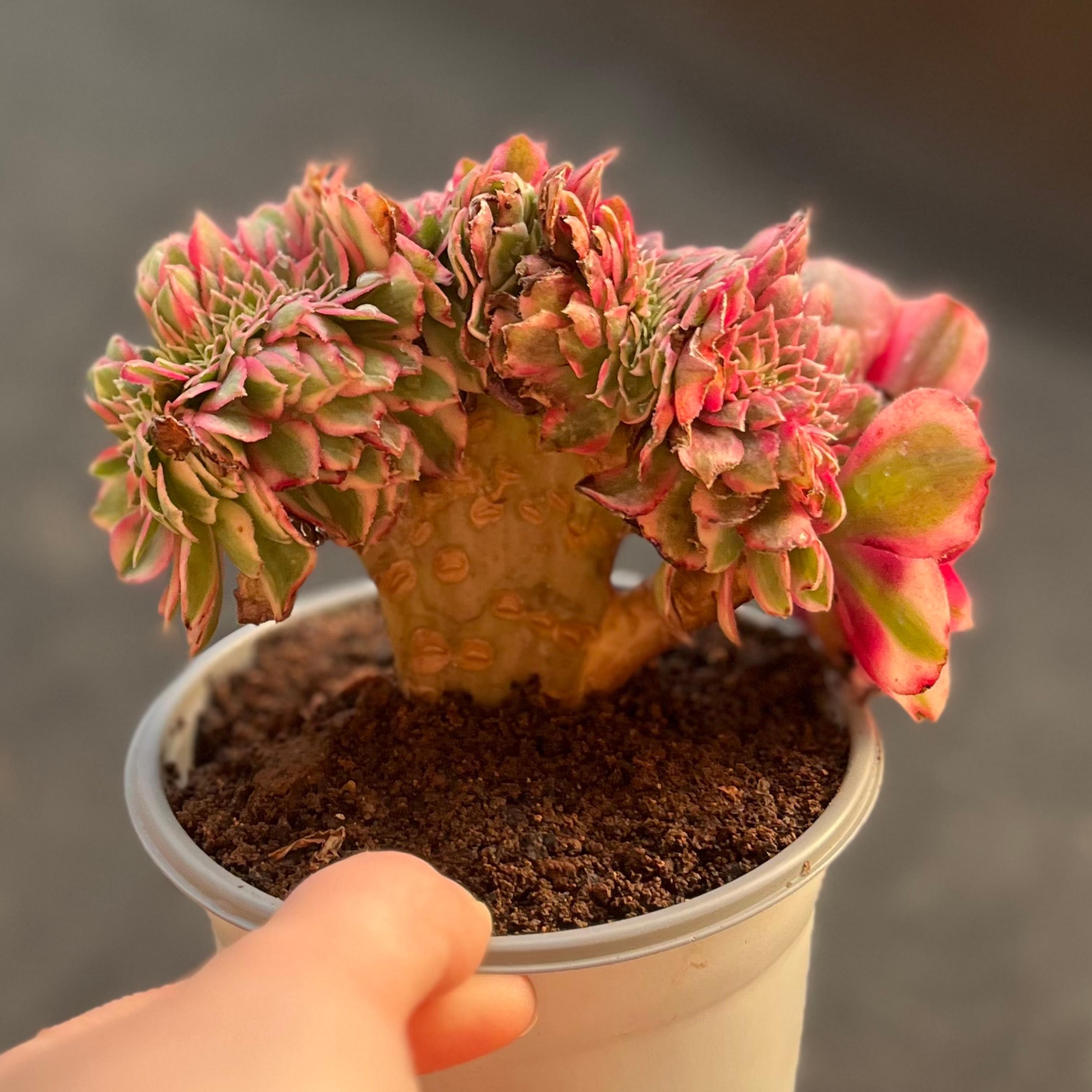 4'' Crested Aeonium 'QingCheng' Variegata, AKA 'Fallen City', Rare Living  Succulent Plants