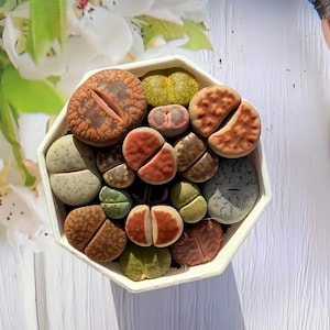 May include: A collection of various Lithops succulents, also known as living stones, planted together in a white hexagonal pot. The plants display diverse textures and colors, including shades of brown, green, gray, and reddish-orange, with distinct clefts.