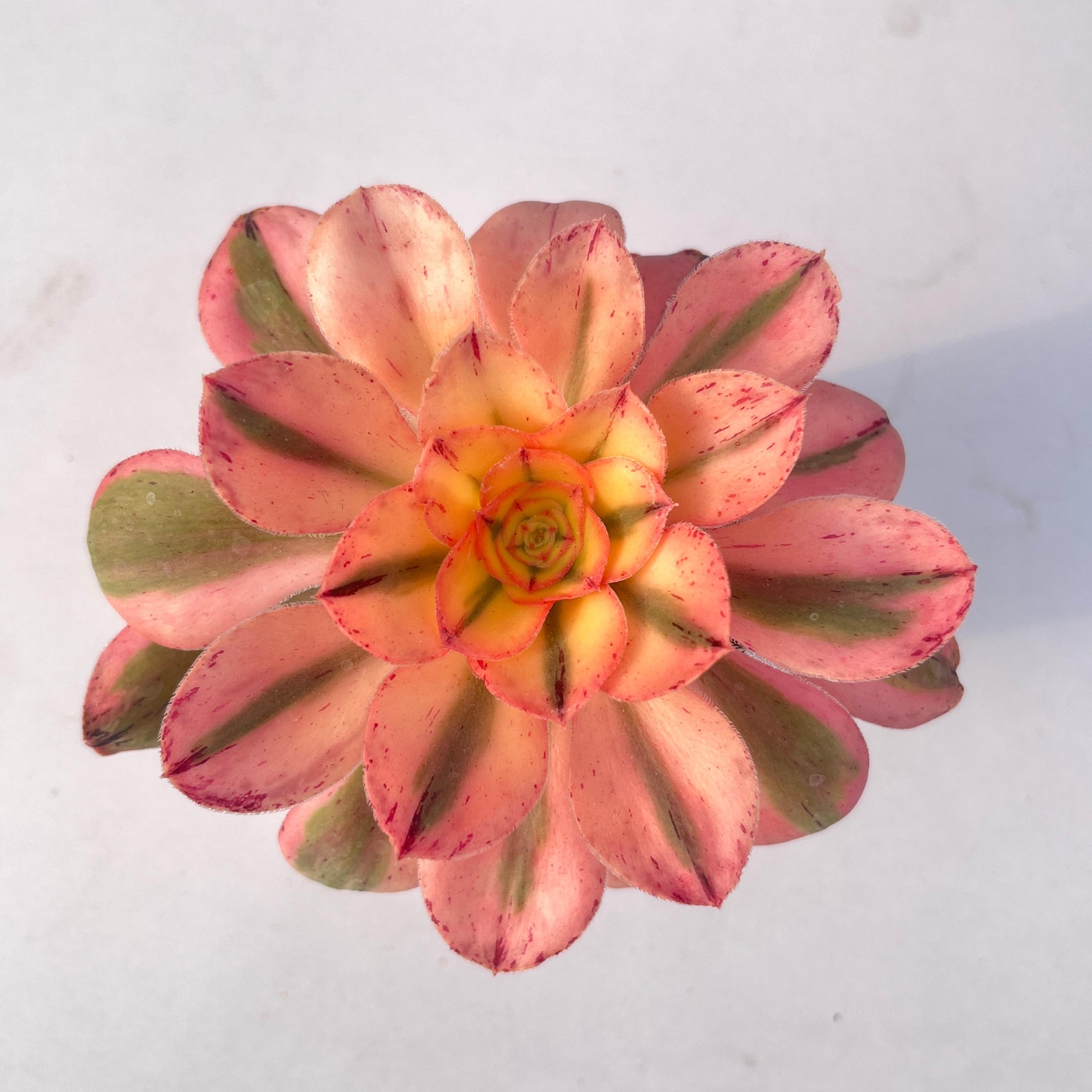 Rare aeonium - Etsy 日本