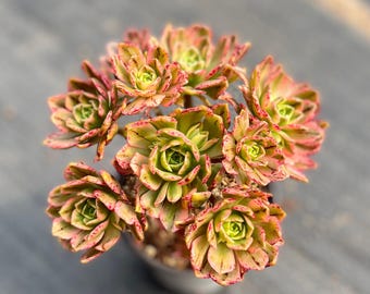 Aeonium 'Sweet Tea', racimo abigarrado de 4'', suculentas vivas raras