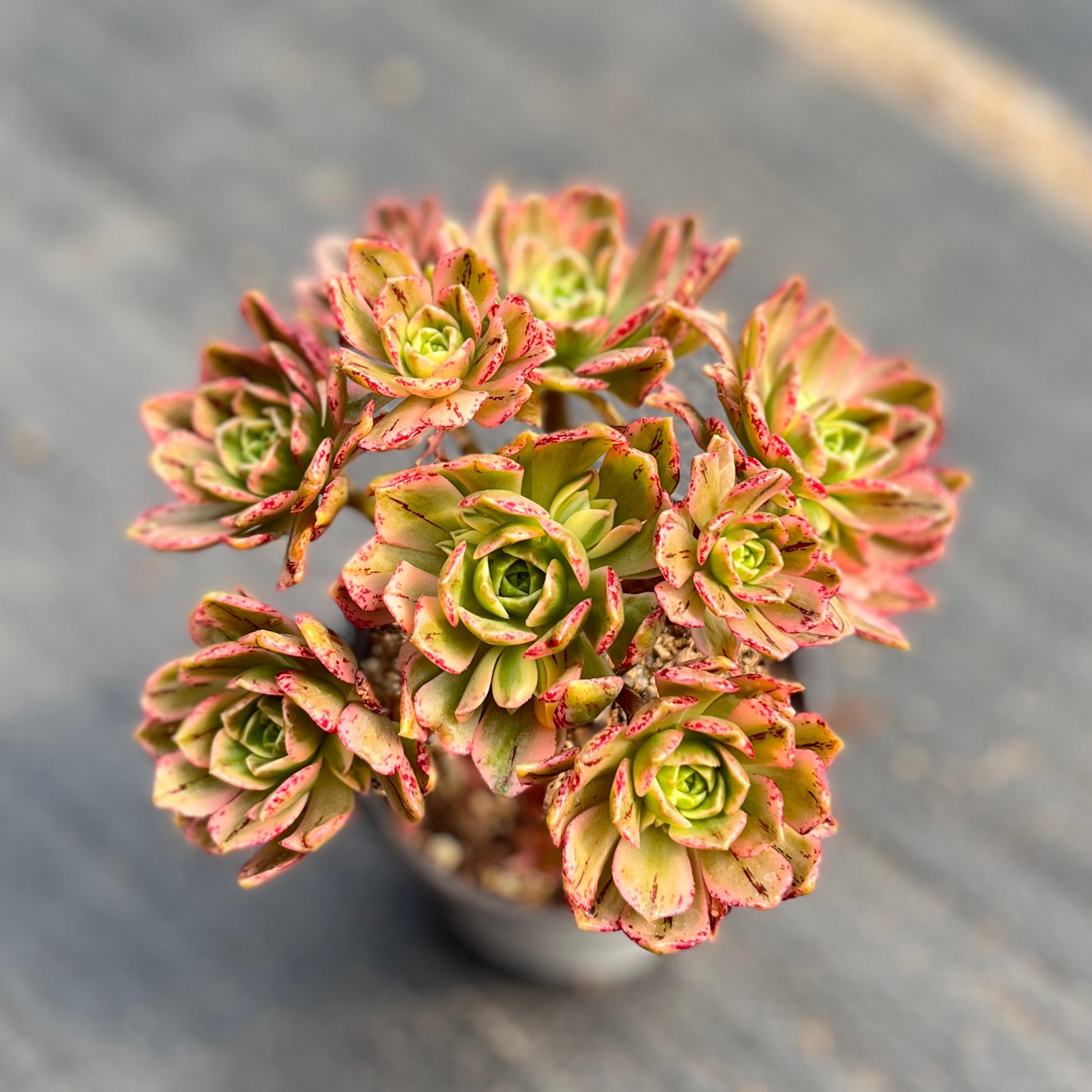 Rare aeonium - Etsy 日本