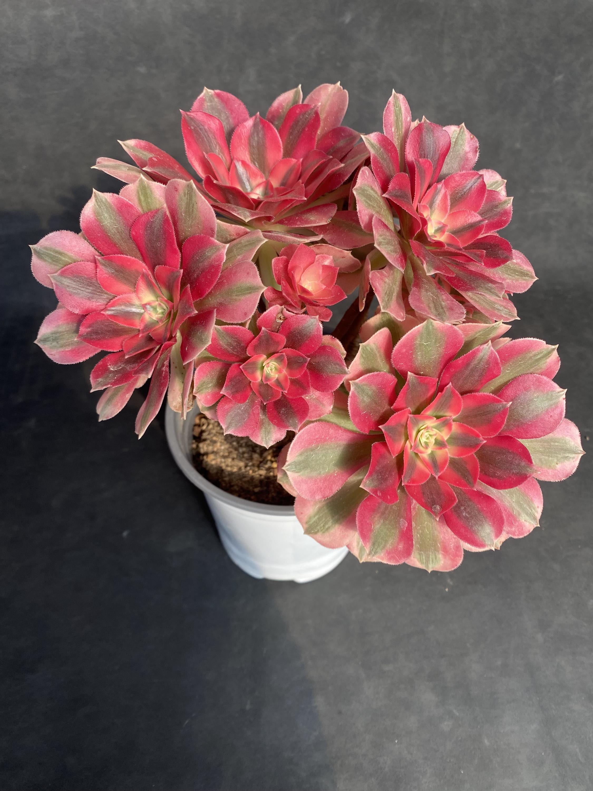 Aeonium pink witch - Etsy 日本
