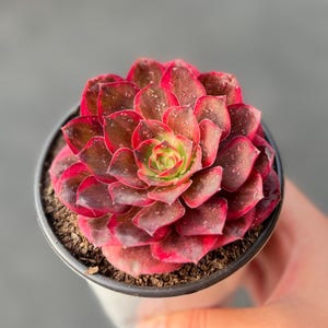 3'' Aeonium 'Black Gold Rose' Variegated, AKA ‘NaFu’, (Rare Aeonium× Greenovia）