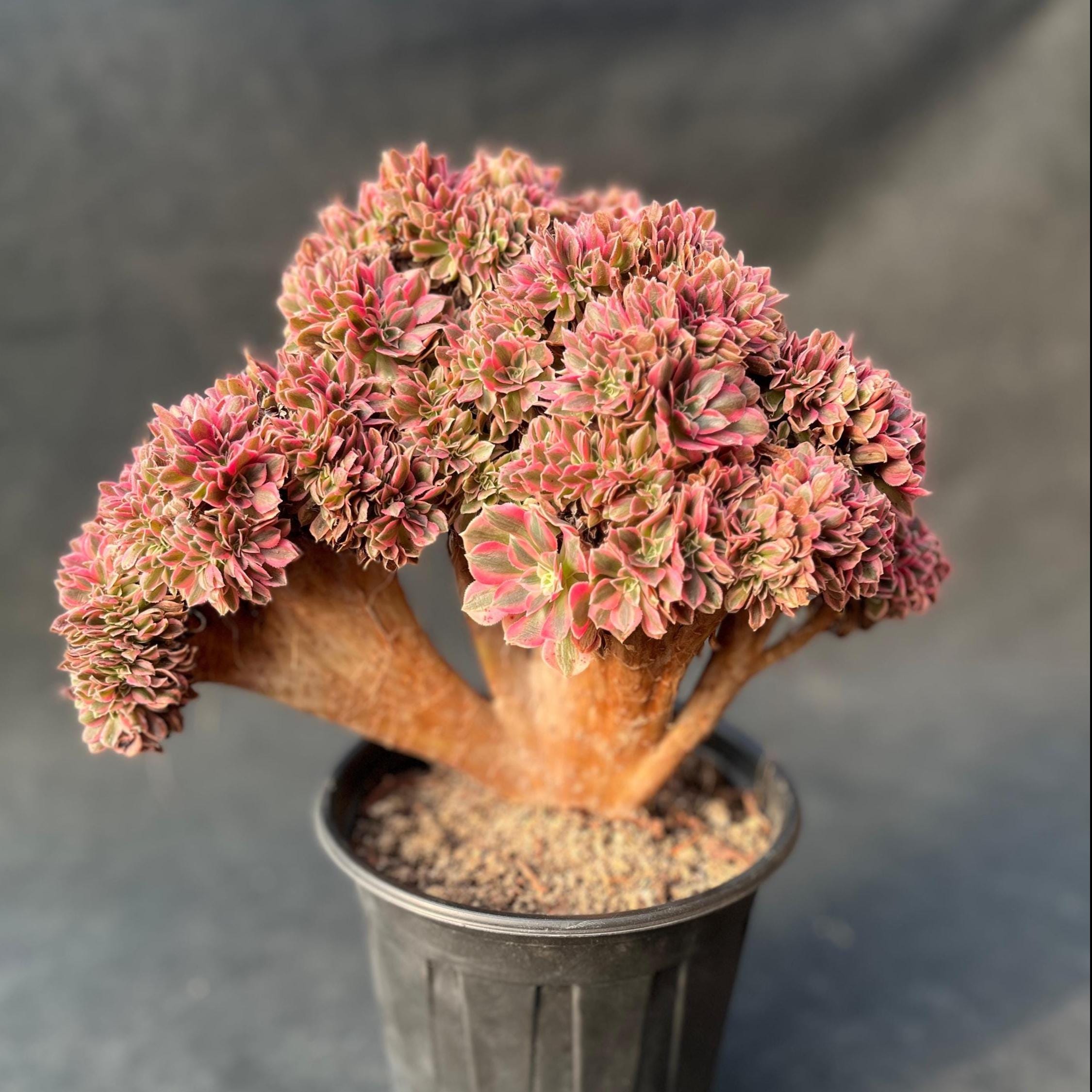 Unique Crested Aeonium 'pink Witch', Rare Succulent Plant (ship