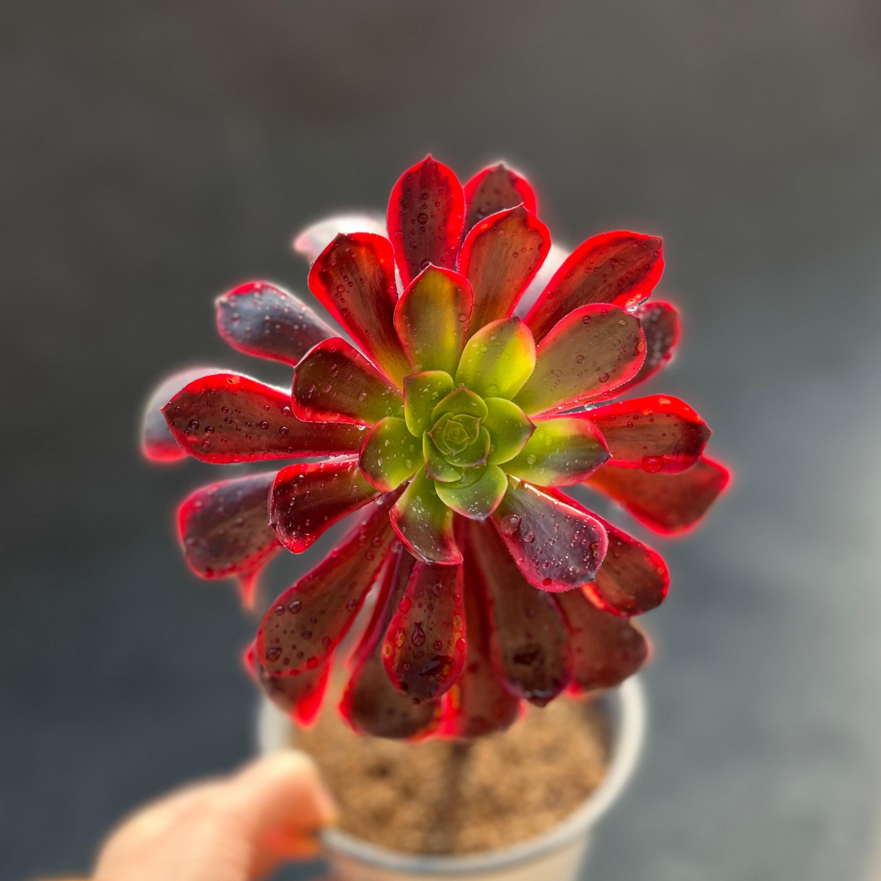 Aeonium phantom - Etsy 日本